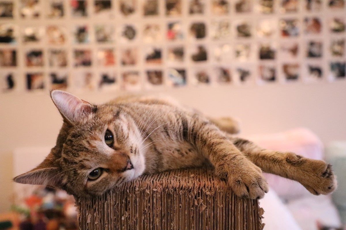 Nos 10 bonnes raisons d'adopter un chat
