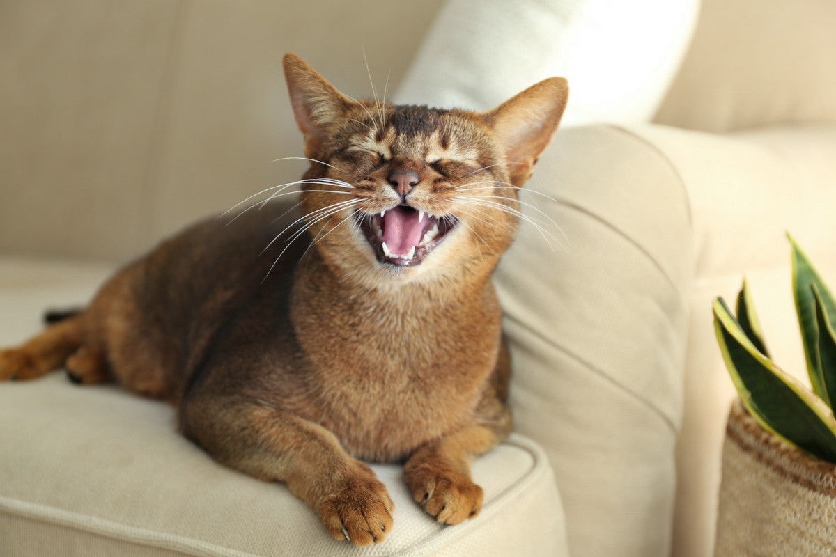 chat allongé sur un canapé beige qui miaule