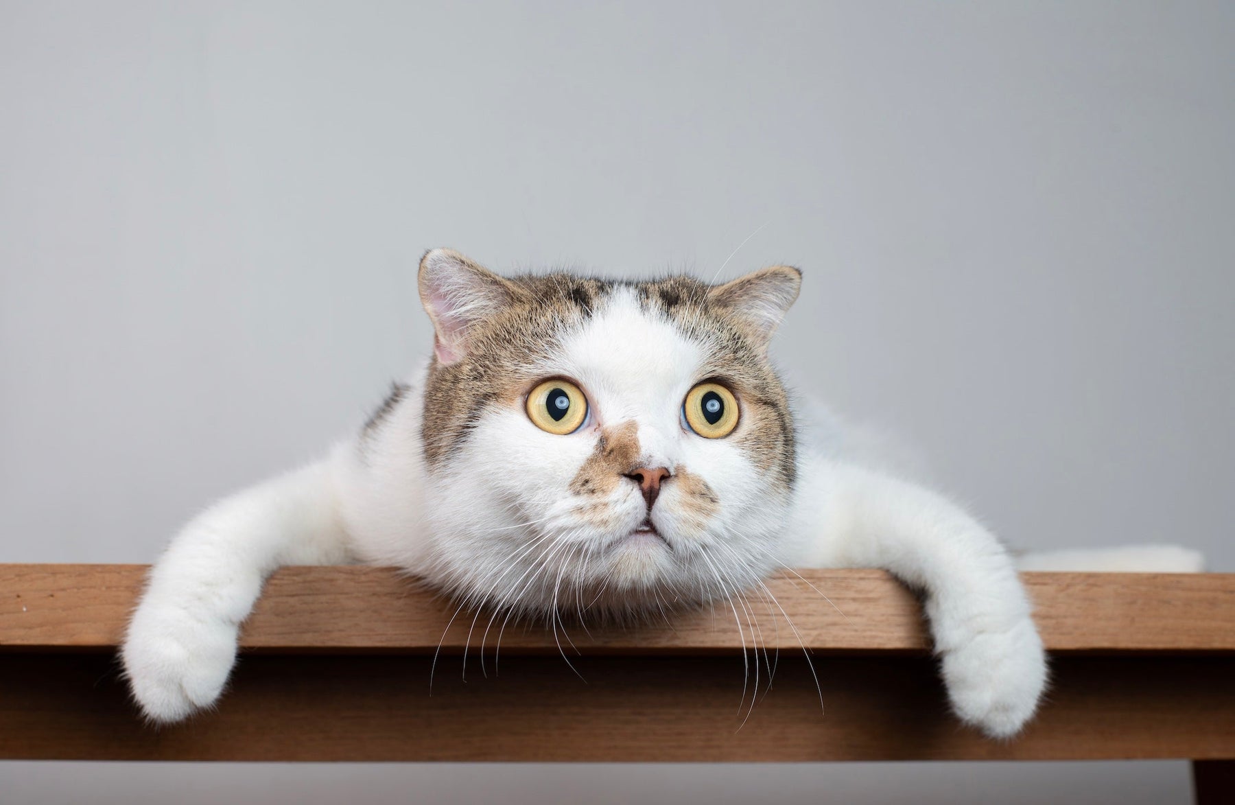 Idées reçues sur l'alimentation de son chat