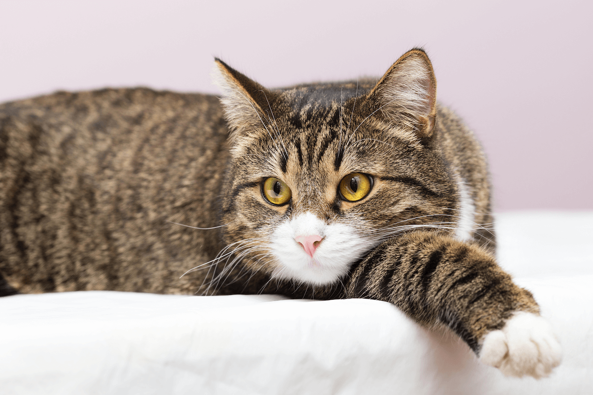 MICI chez le chat : quelle alimentation privilégier ?