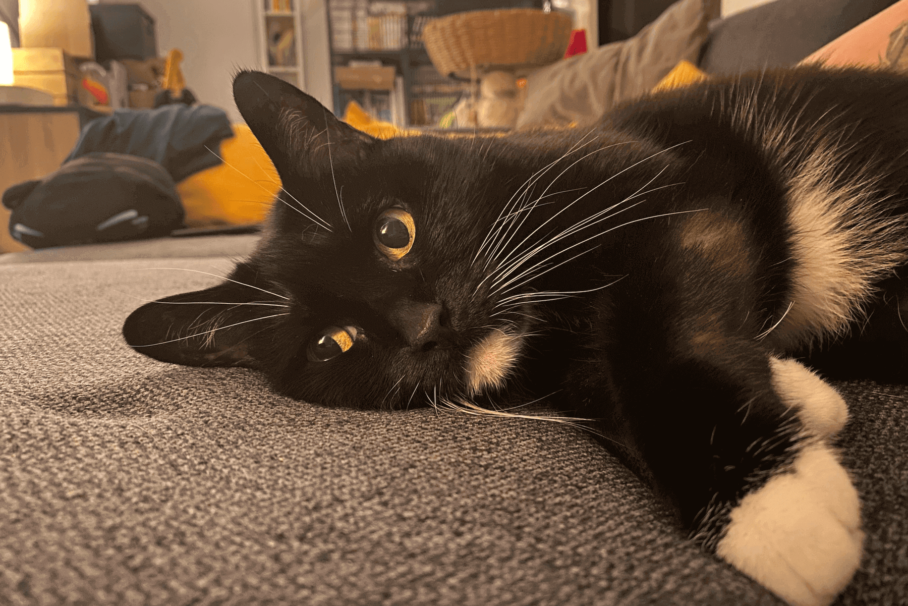 Mon chat est âgé (senior), quelle nourriture lui donner ?