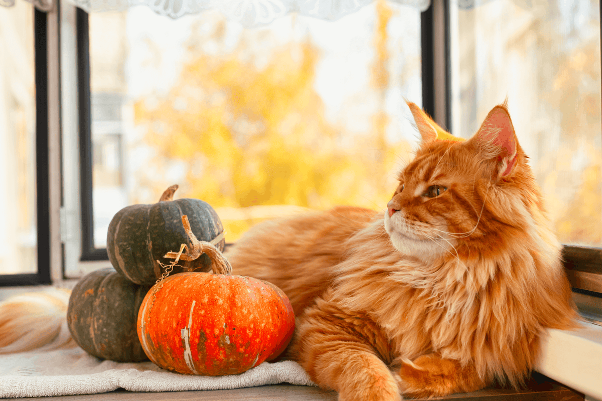 Quels sont les bienfaits de la courge pour mon chat ?