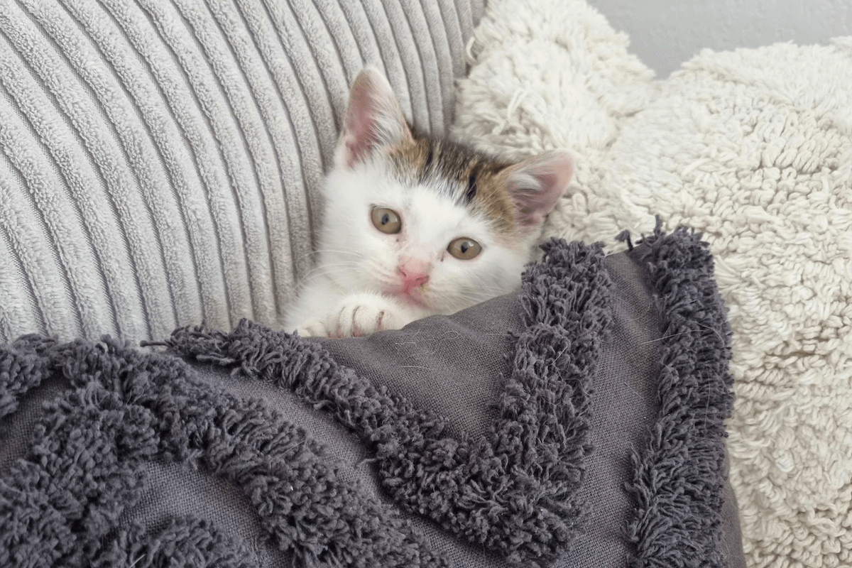 chaton qui éternue dans son plaid