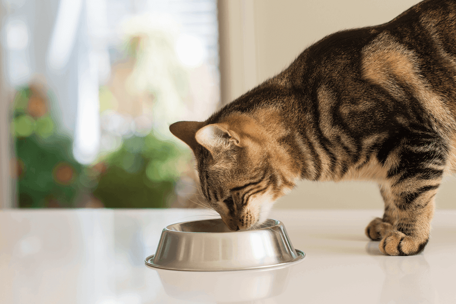 change qui mange dans sa gamelle