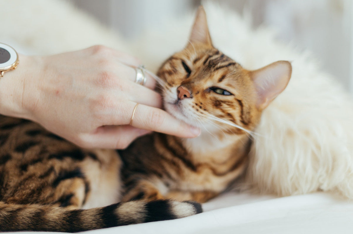 chat tigré allongé sur un lit