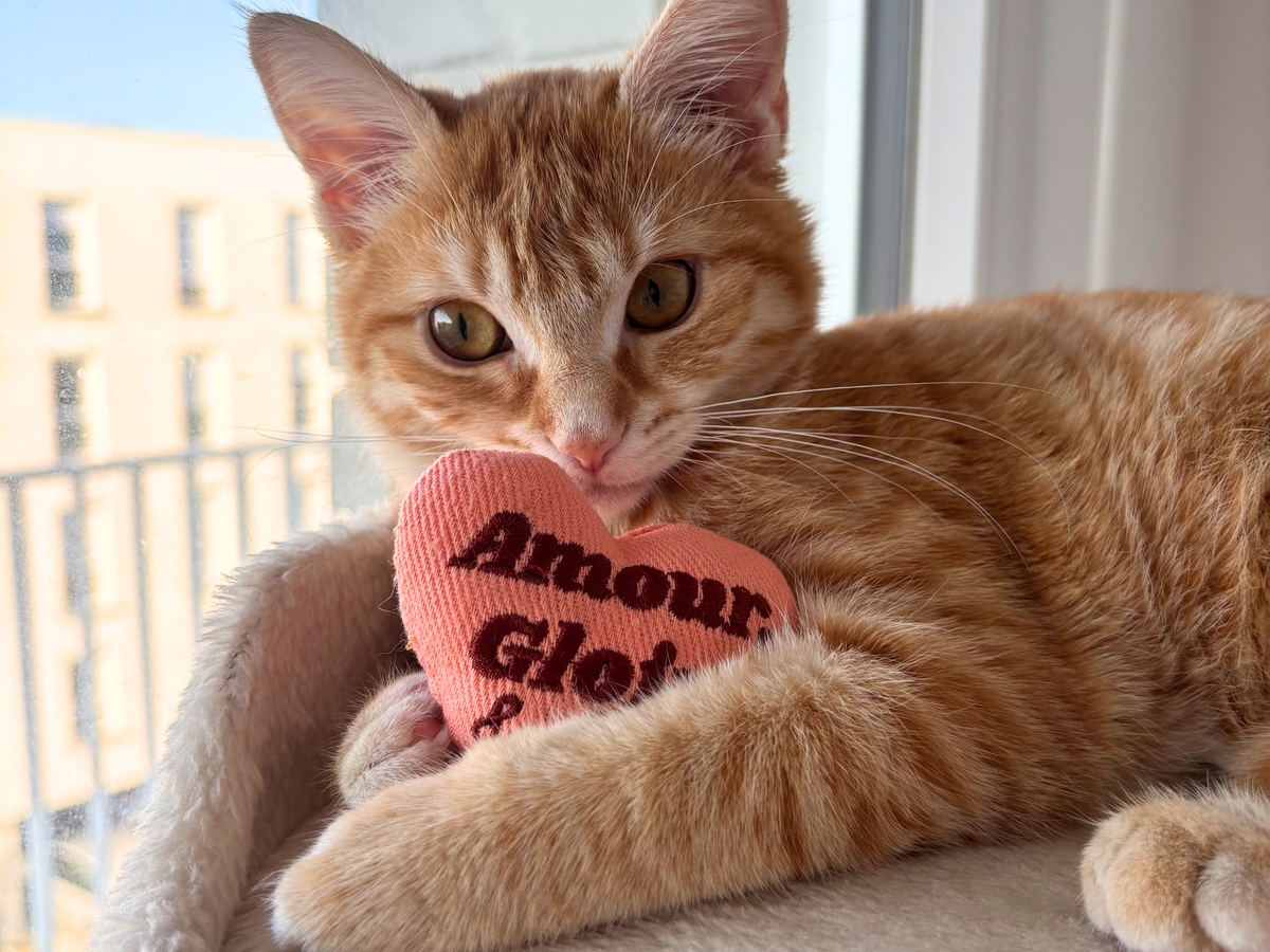 10 erreurs à éviter avec son chaton