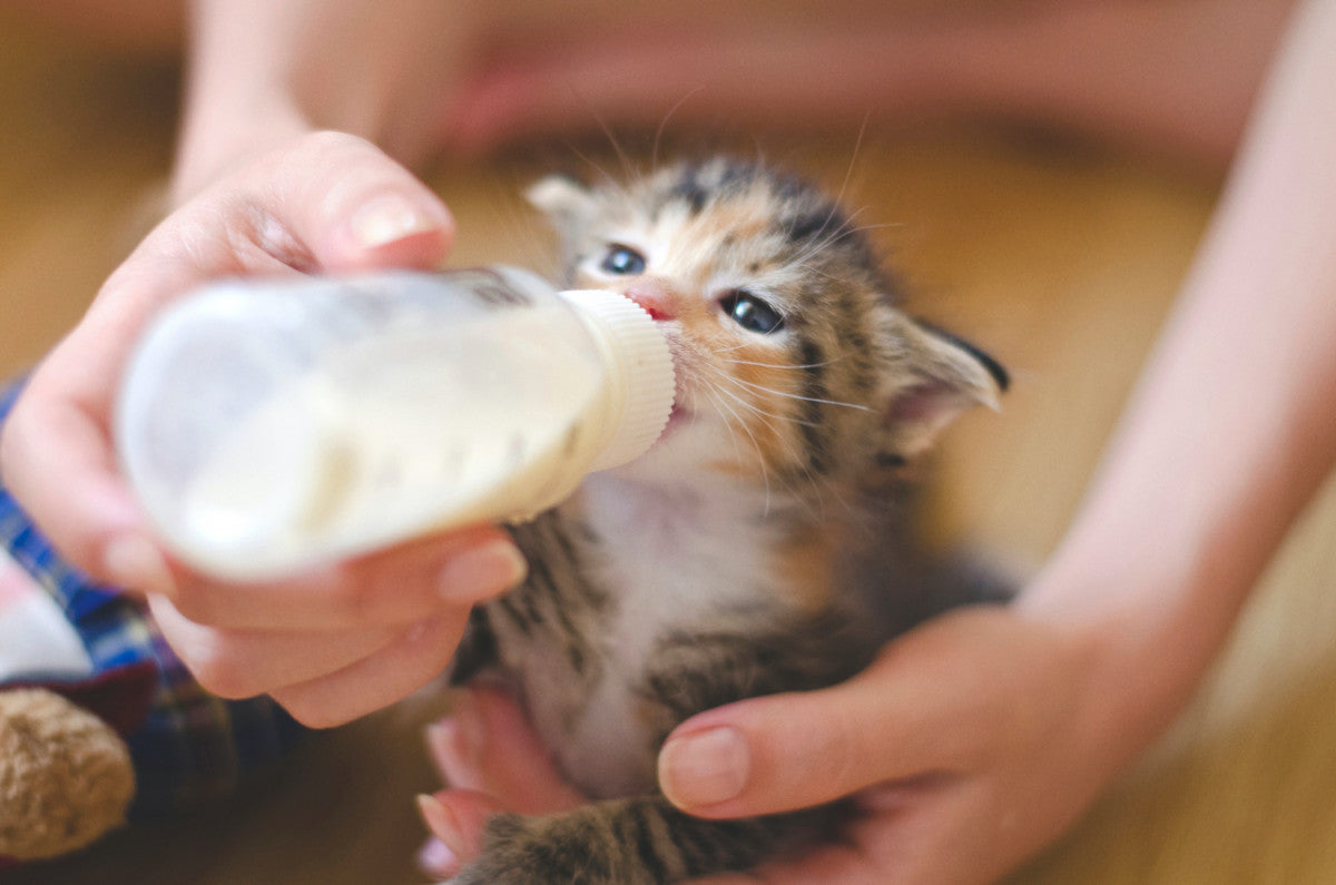 chaton abandonné nourri au biberon