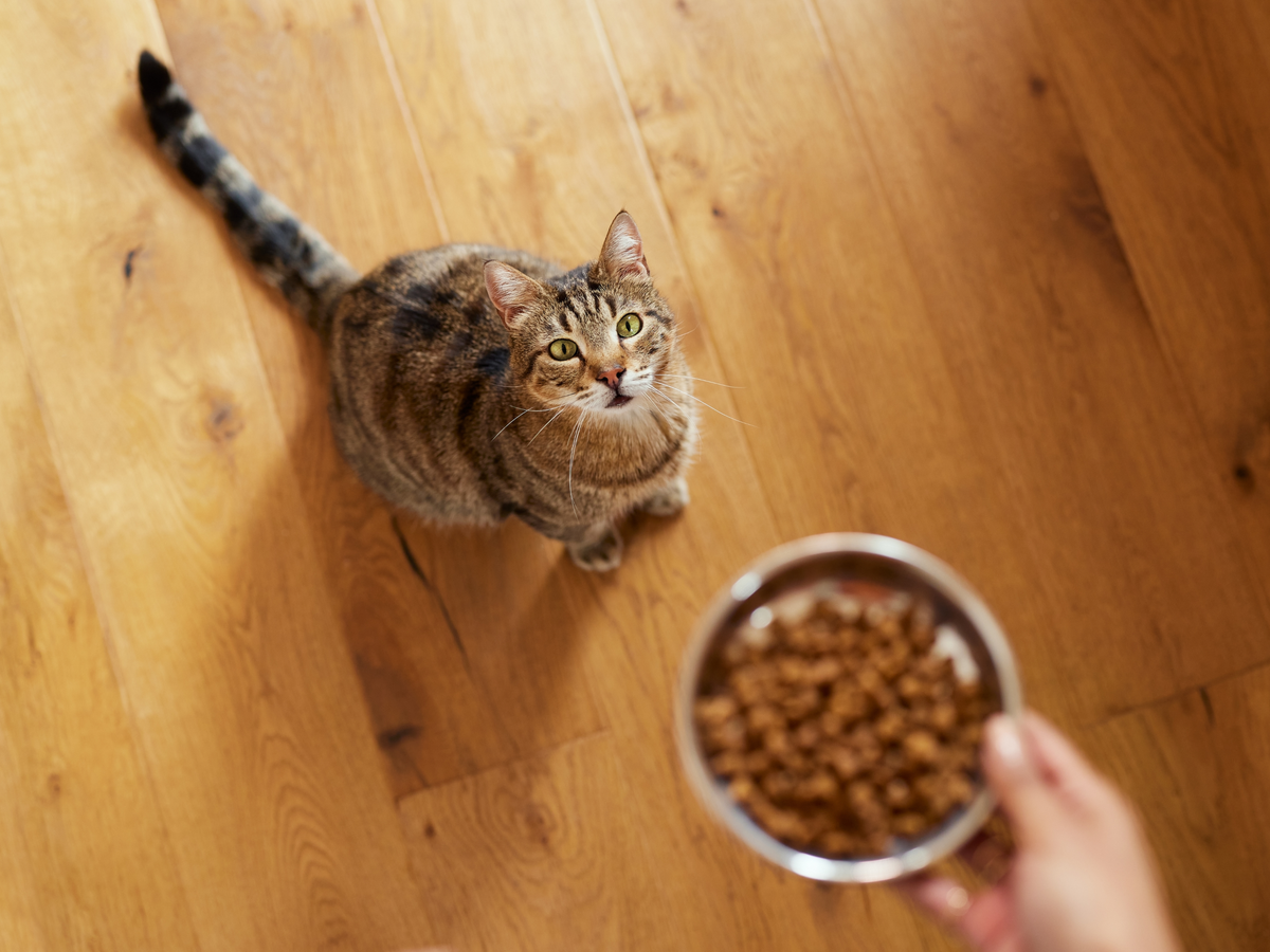 Chat devant sa gamelle de croquettes