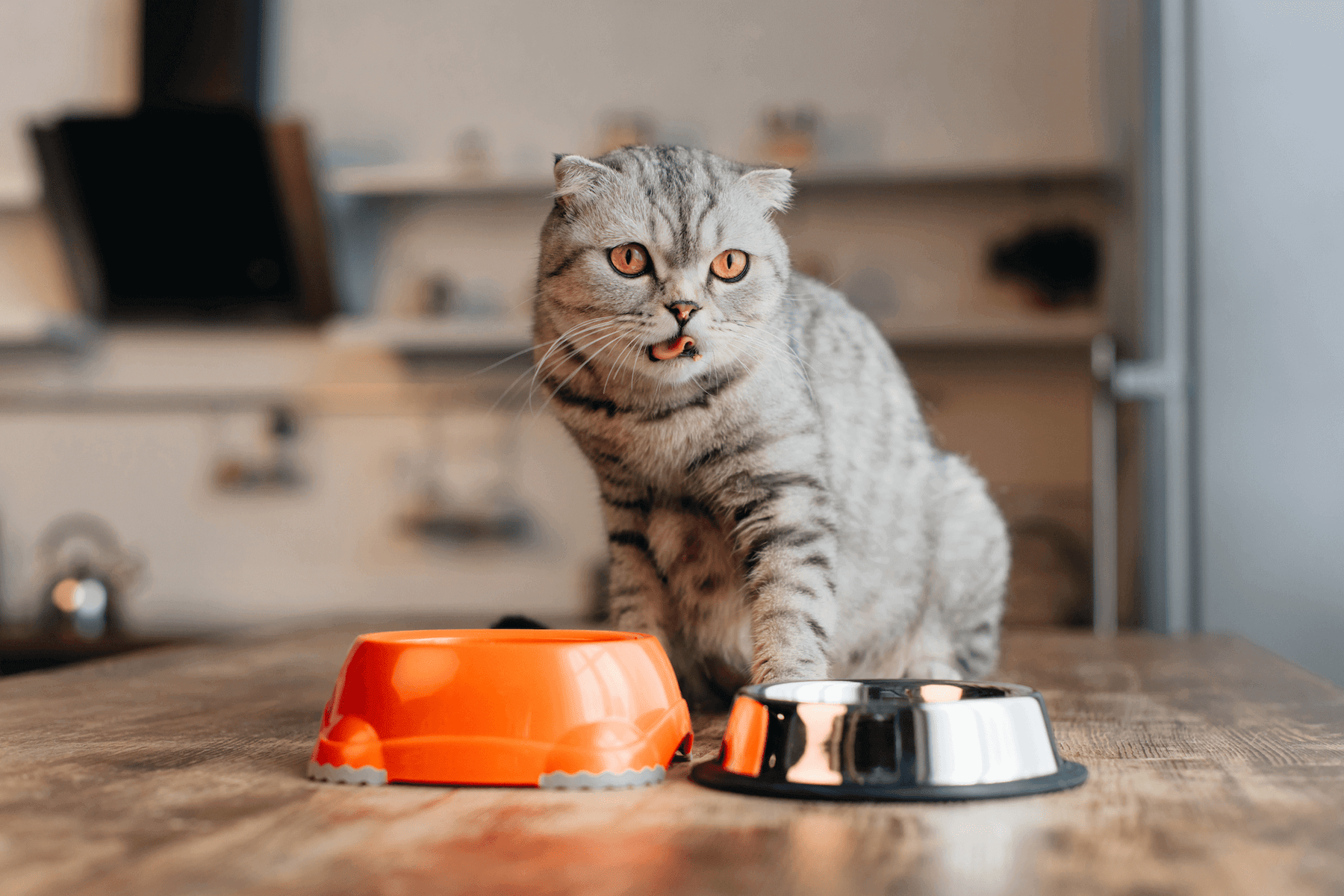 Les sous-produits dans l’alimentation de mon chat, c’est quoi ?