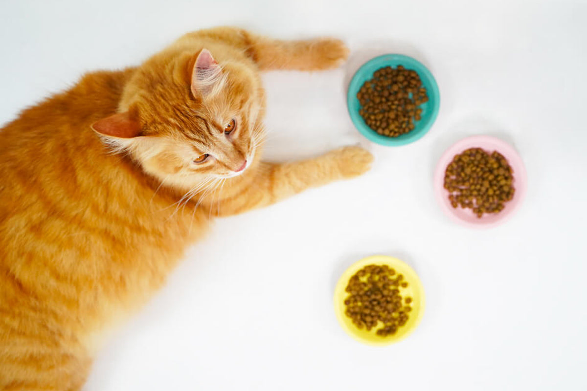 Petit lexique de l'alimentation de mon chat