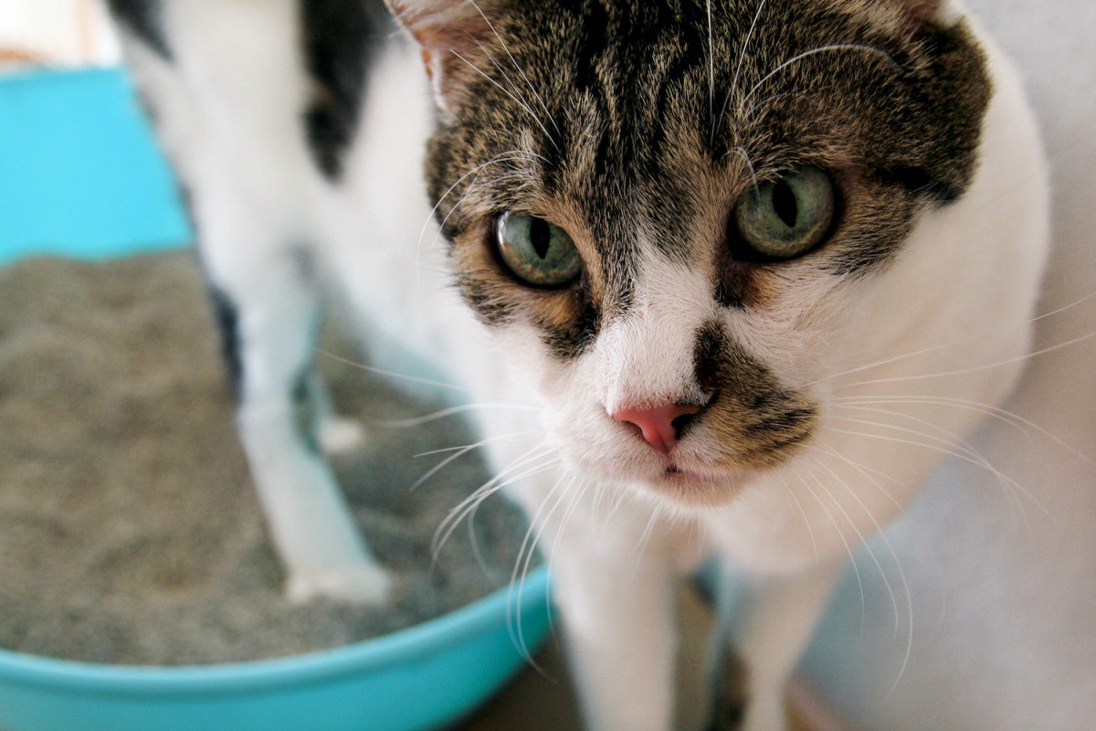 chat tigré et blanc dans son bac à litière
