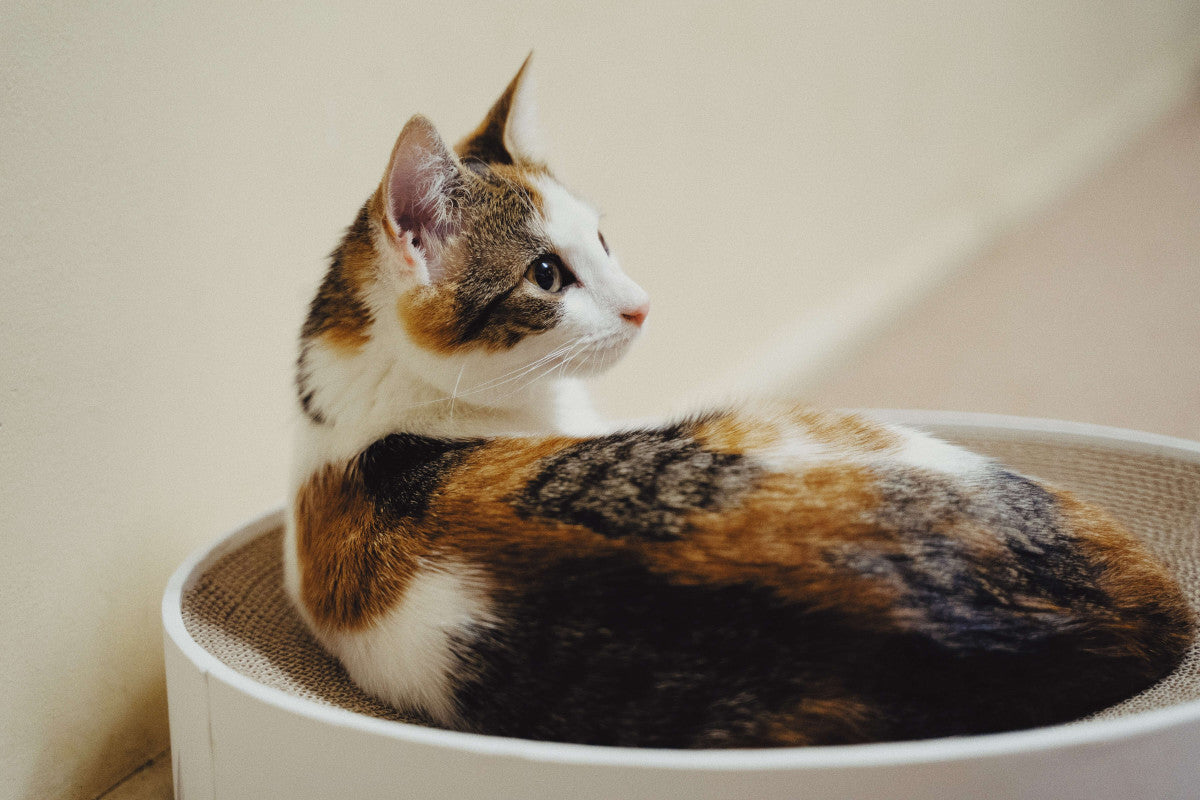 chat isabelle allongé dans son panier blanc