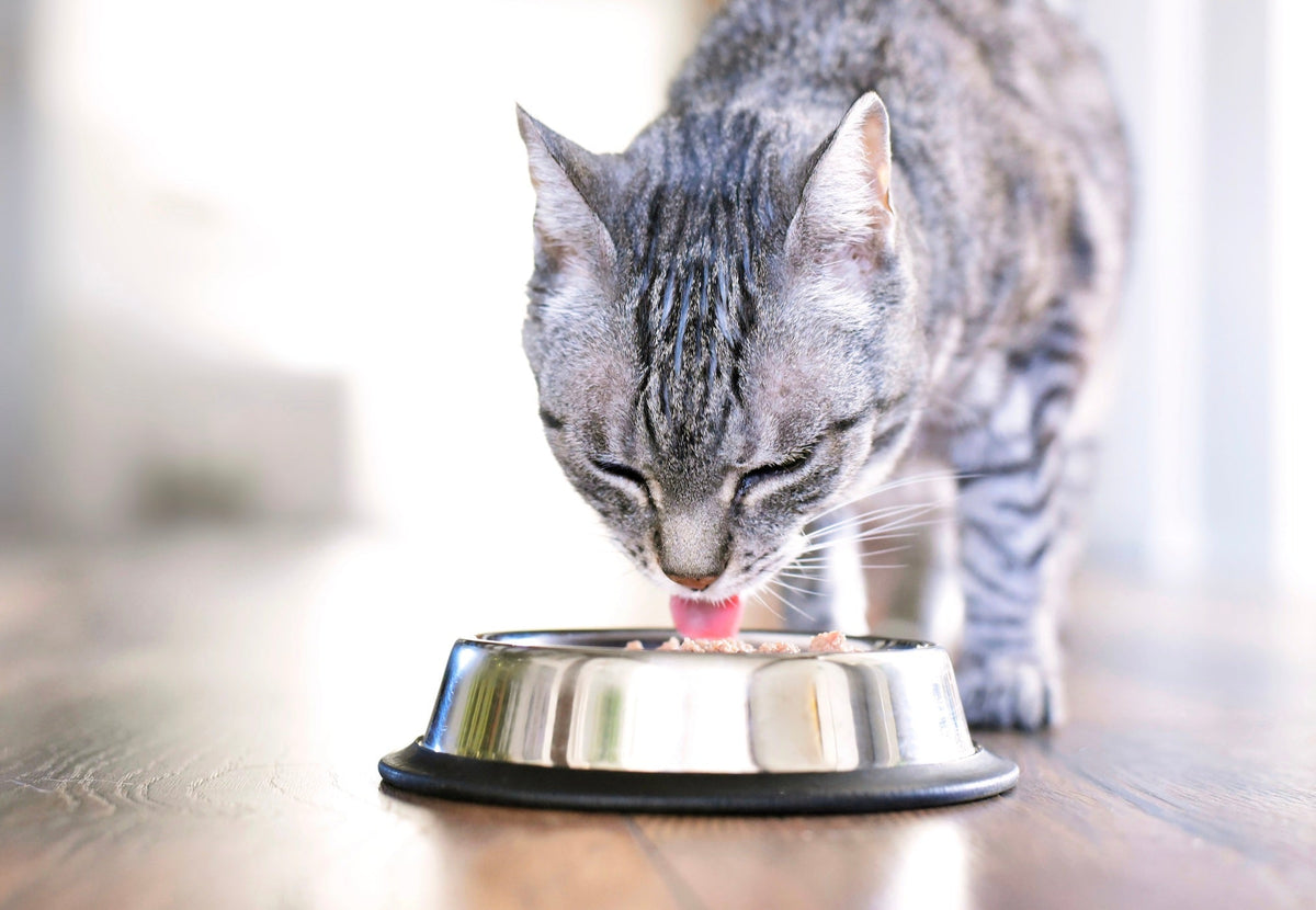 mon chat mange trop vite
