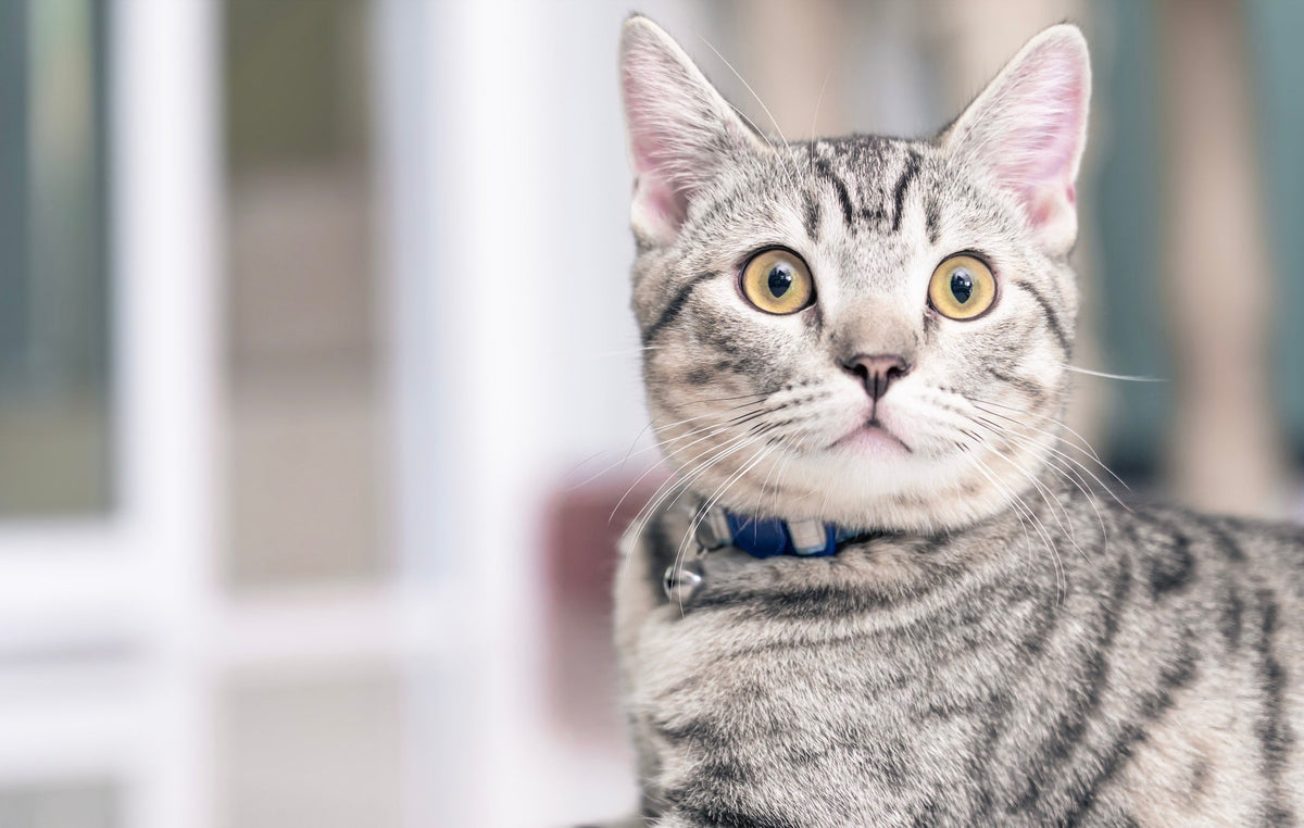 mon chat pète beaucoup