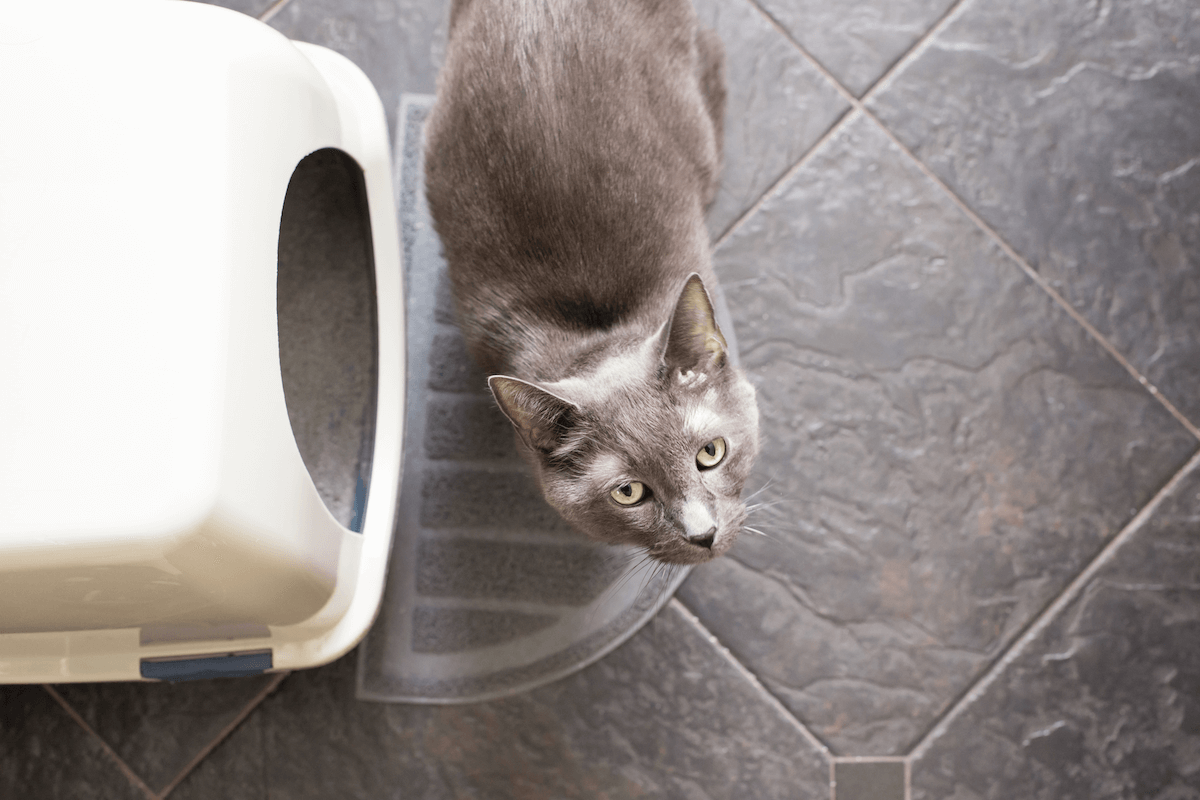 Mon chat n’utilise pas sa litière, pourquoi et que faire ?