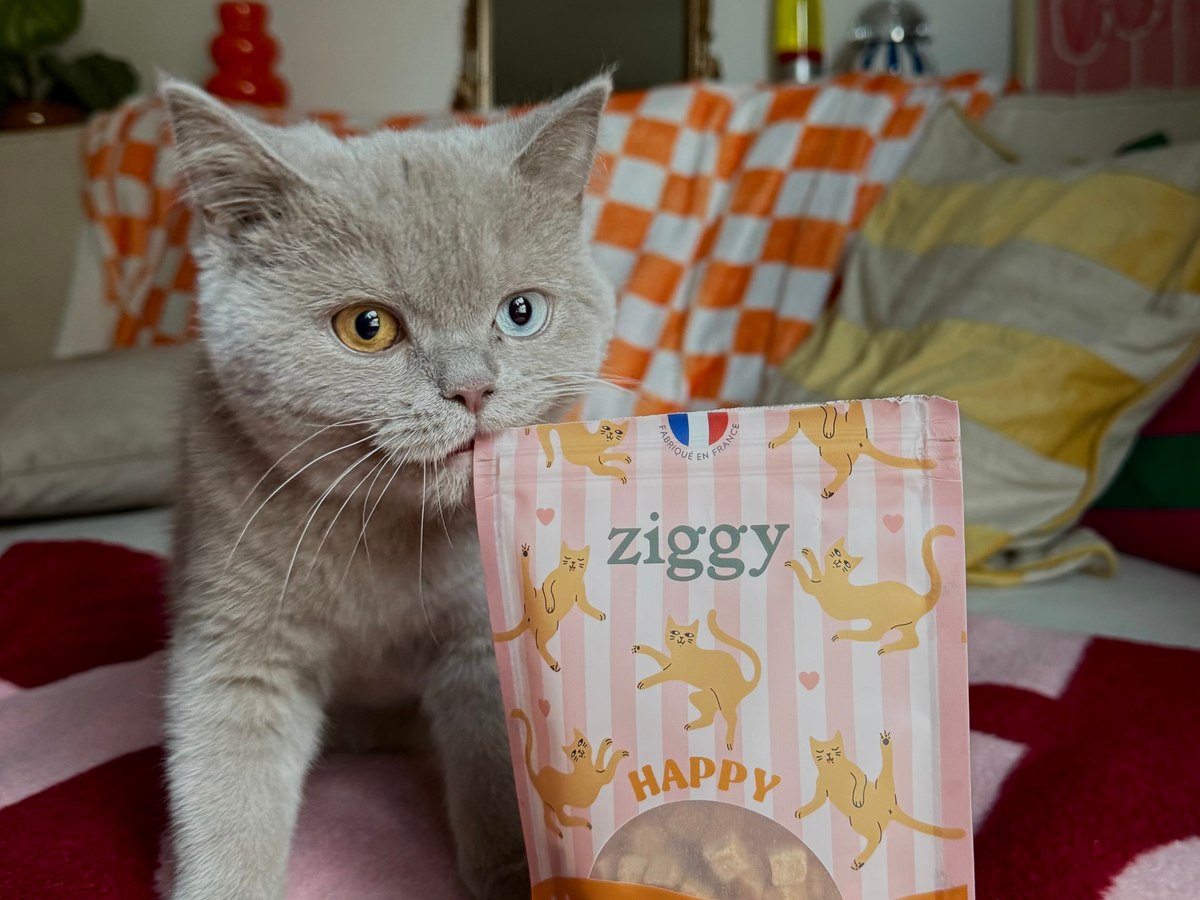 Chaton 2026 avec des friandises saines