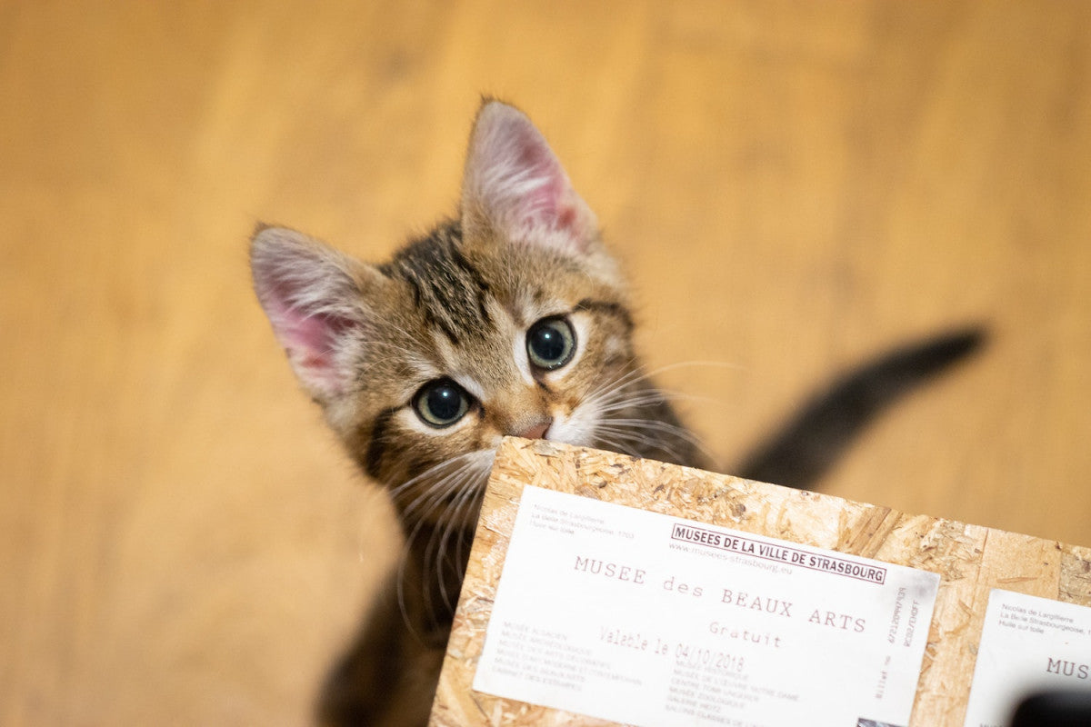 Plus de 200 idées de noms pour mon chaton femelle en 2026