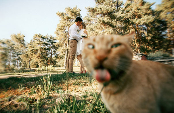 Top 10 des preuves que nos chats dominent le monde