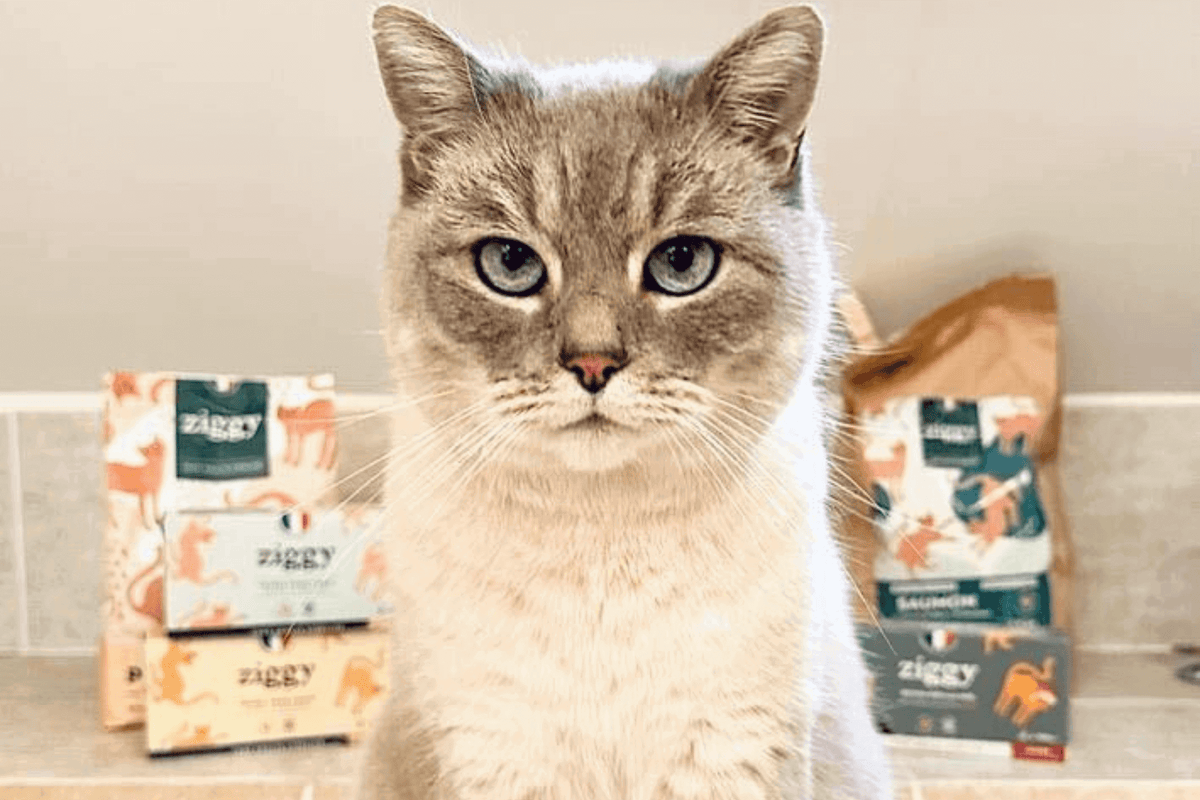 chat blanc devant ses croquettes