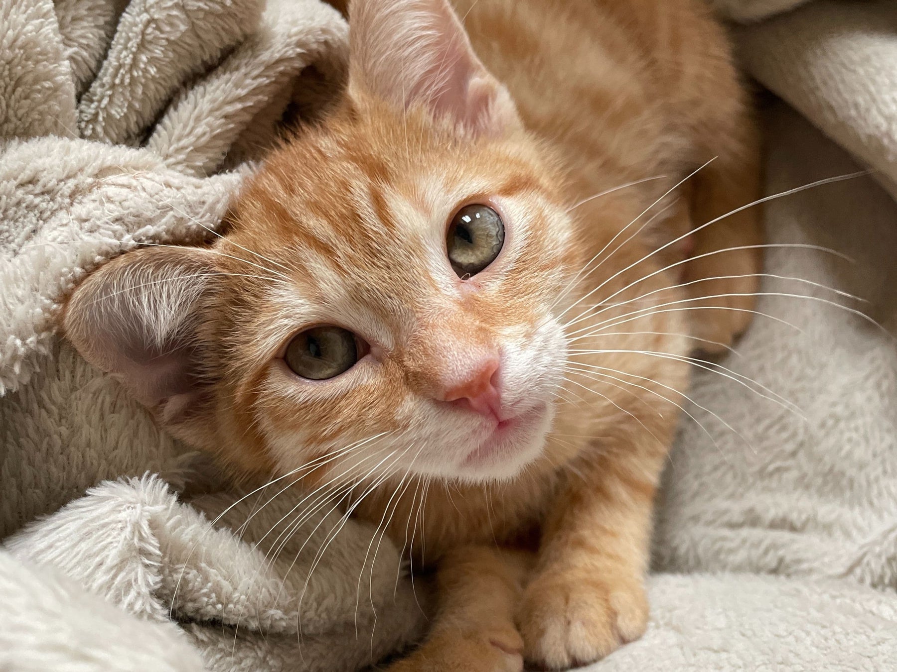 Chaton allongé sur un plaid 