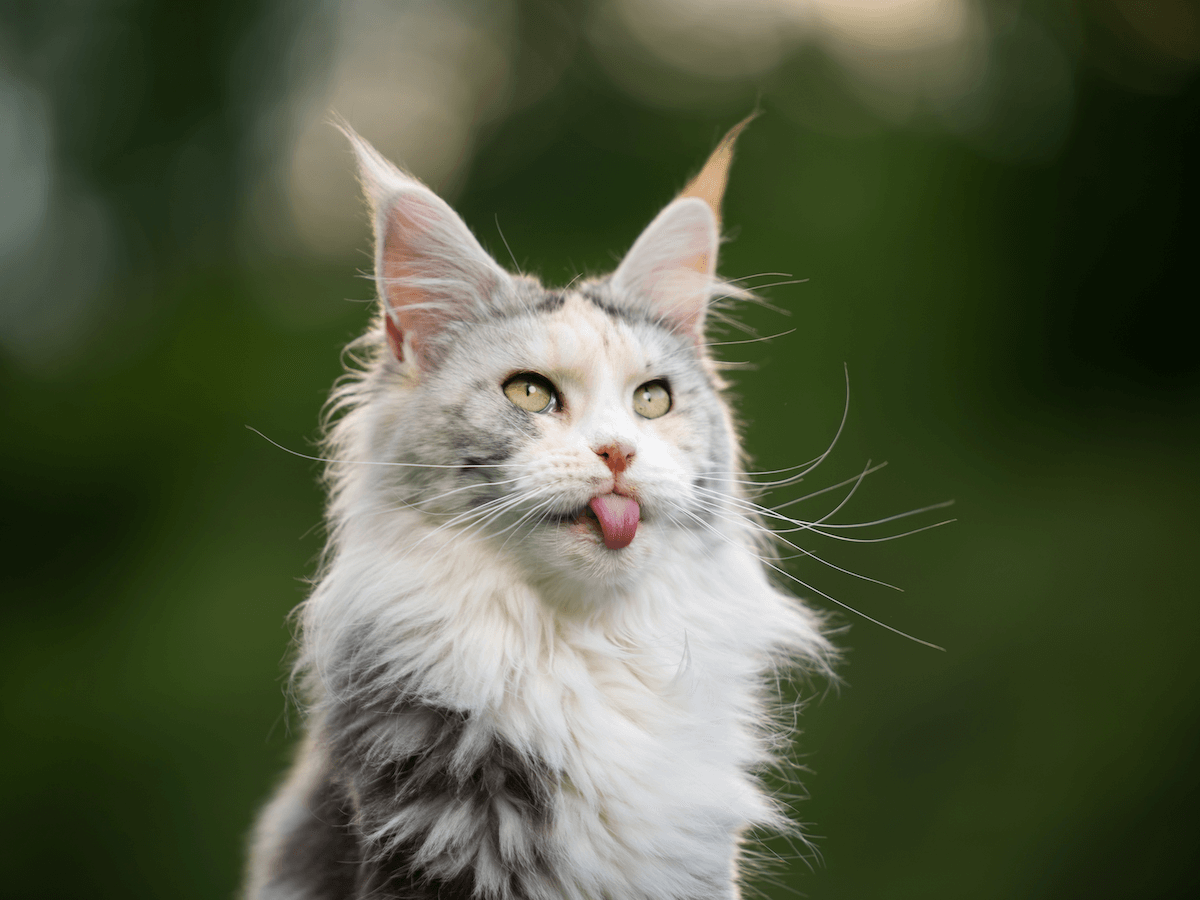 Comment reconnaître un chat croisé Maine Coon ?