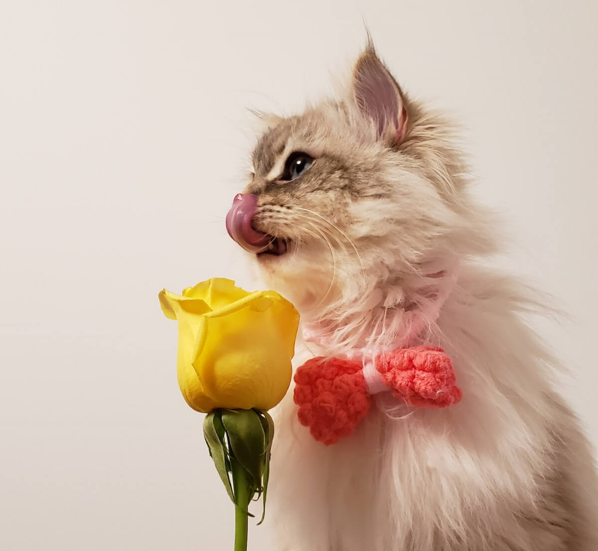 chat avec un noeud papillon devant une rose