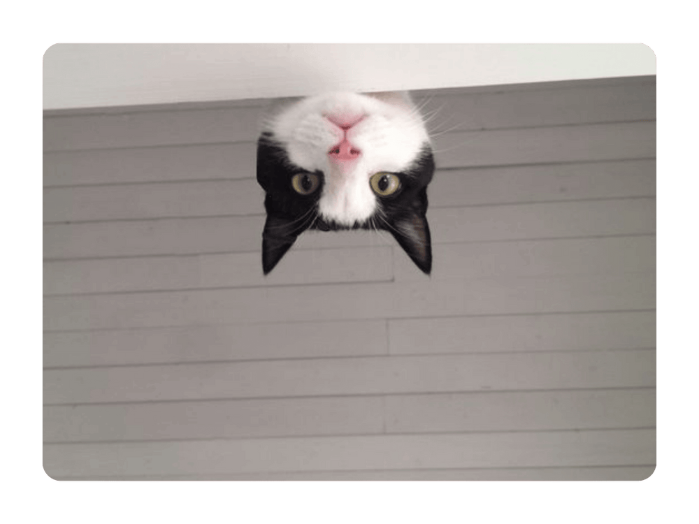 Chat adulte blanc et noir qui regarde par dessus un meuble