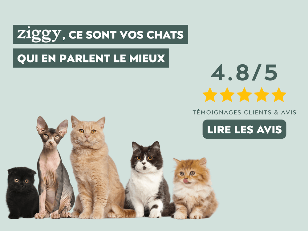 Avis clients Ziggy