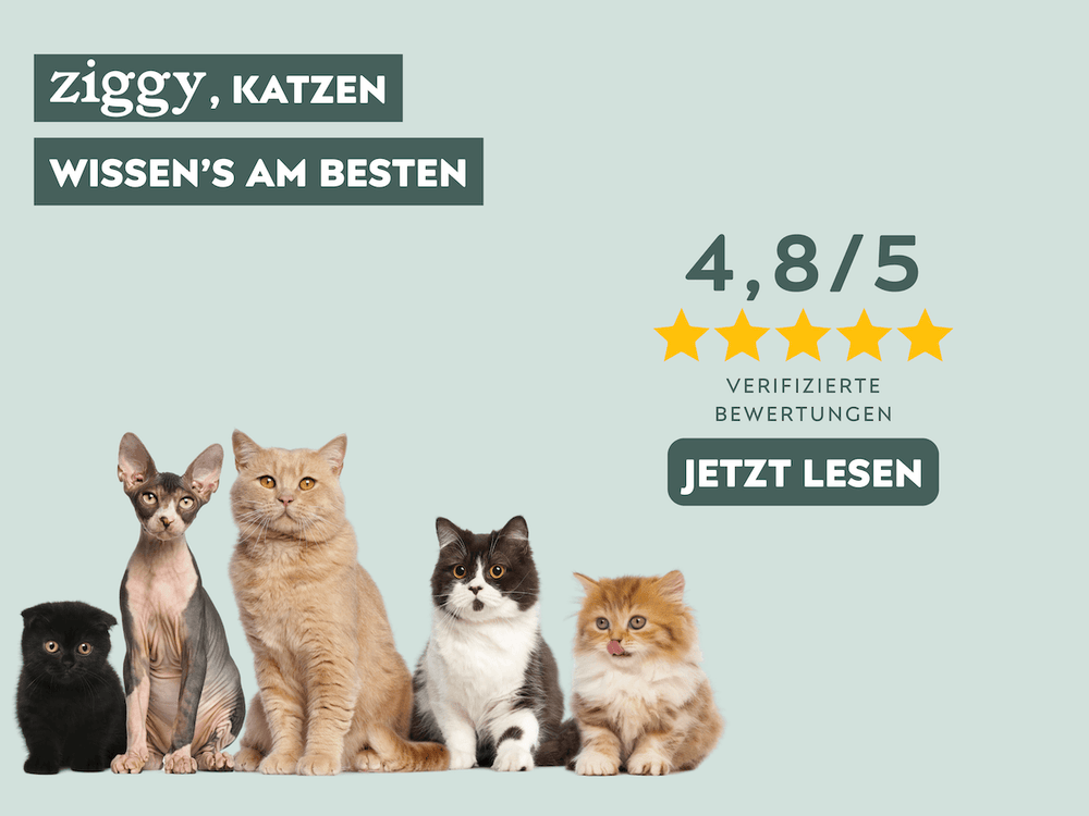 Kundenbewertungen Ziggy
