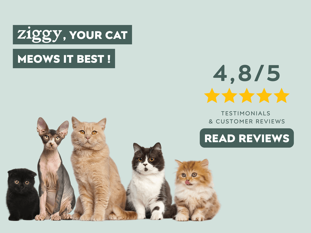 Ziggy Cat Food Customer Reviews