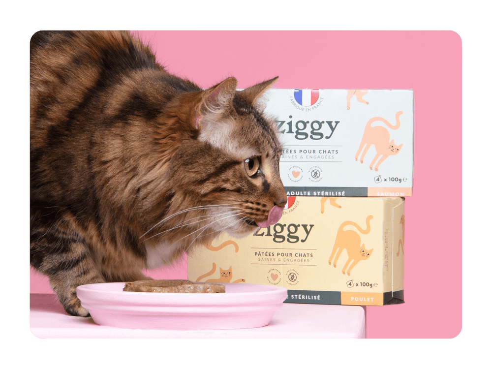 Chat adulte gris qui se lèche les babines devant ses pâtées Ziggy sans céréales