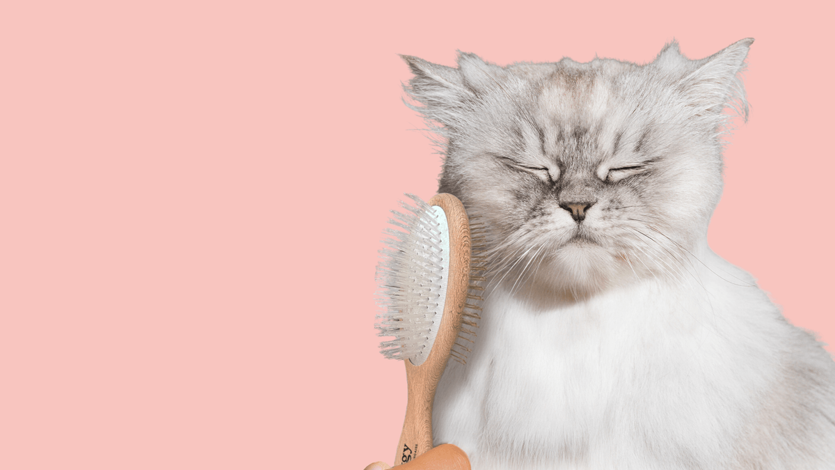 Chat adulte stérilisé blanc et gris aux poils longs qui se fait brosser avec la brosse pour chats double tête Ziggy