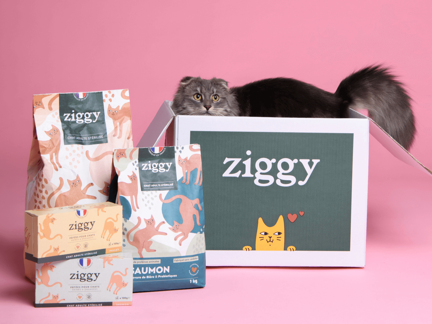 Chat adulte gris dans un carton Ziggy à côté des croquettes et pâtées pour chat adulte stérilisé Ziggy