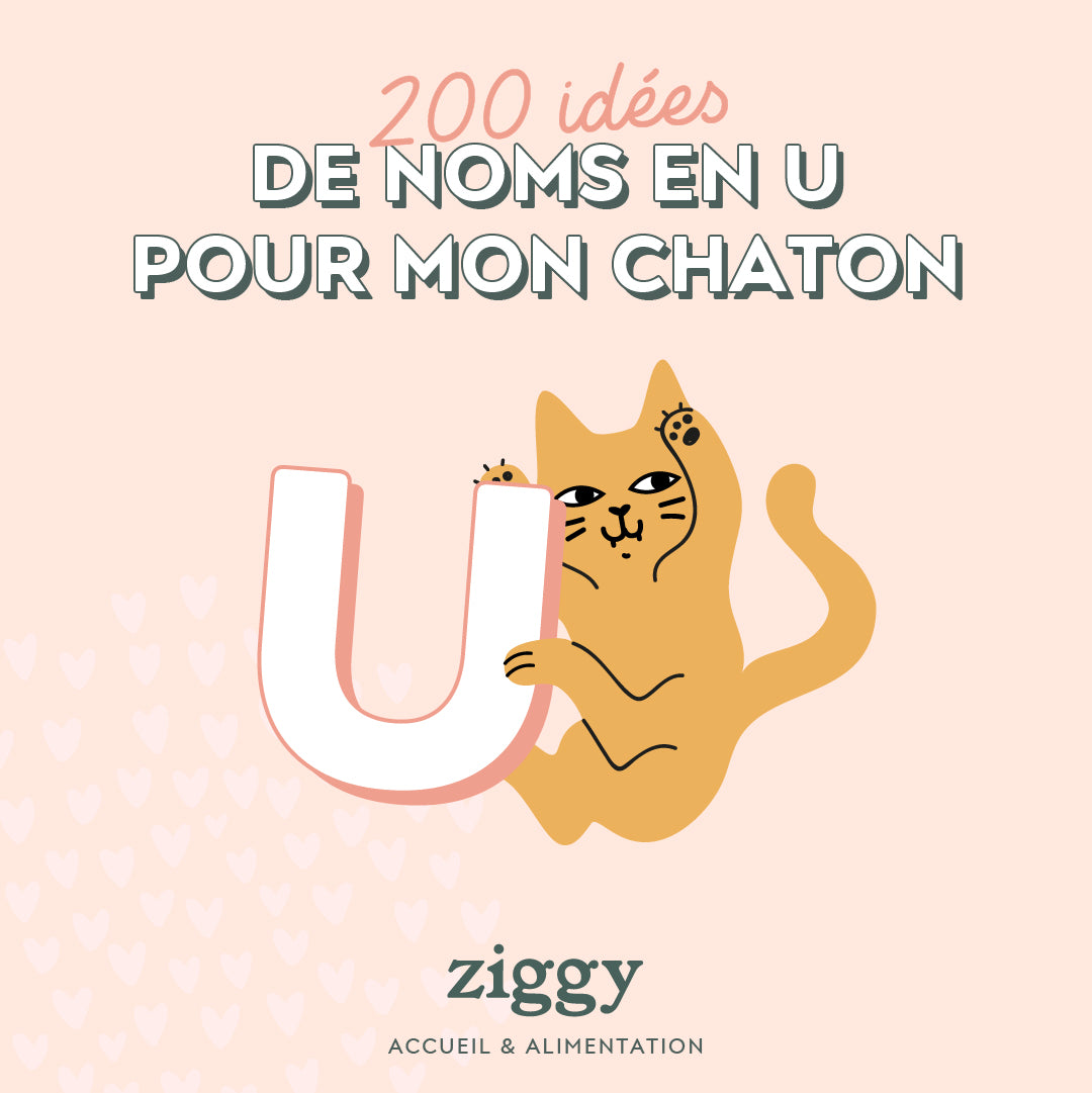 guide pour bien accueillir son chaton 