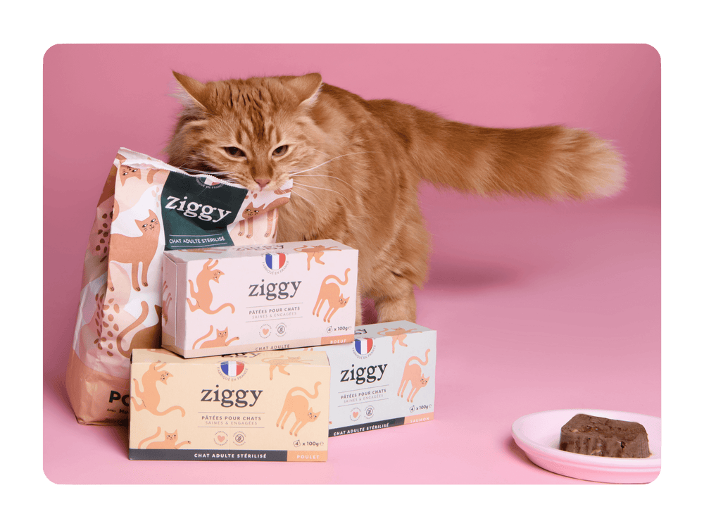 Chat adulte roux qui se frotte à ses croquettes et pâtées pour chat sans céréales