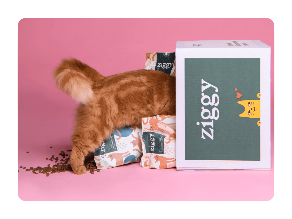 Chat la tête dans un carton avec des croquettes et pâtées saines et sans céréales