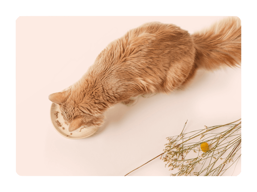 Chat adulte stérilisé roux qui mange de la pâtée pour chat Ziggy