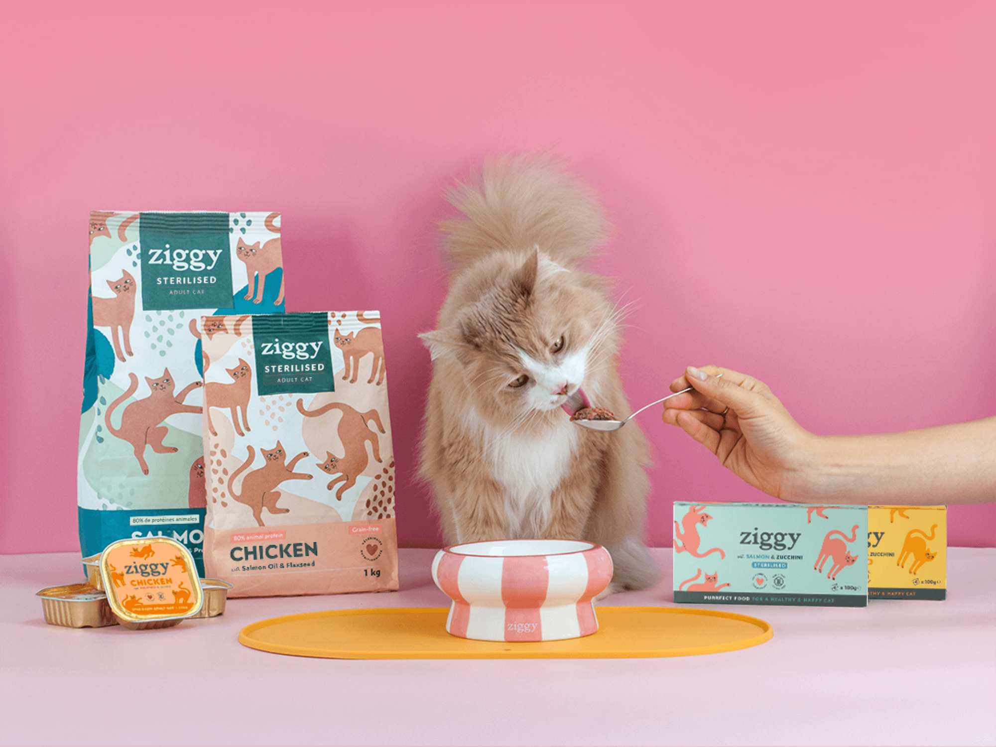 An adult ginger cat next to Ziggy cat food (dry and wet)