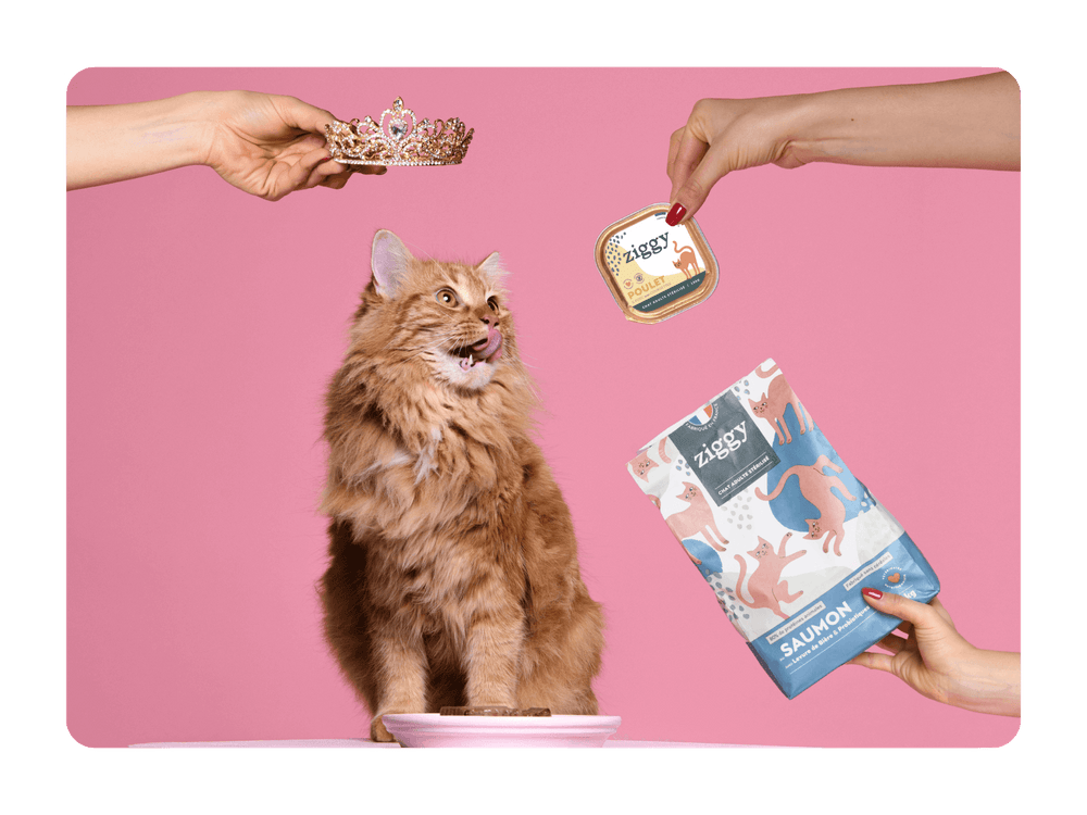 Chat roux avec pâtée sans amidon au poulet et croquettes pour chat adulte stérilisé sans céréales au saumon
