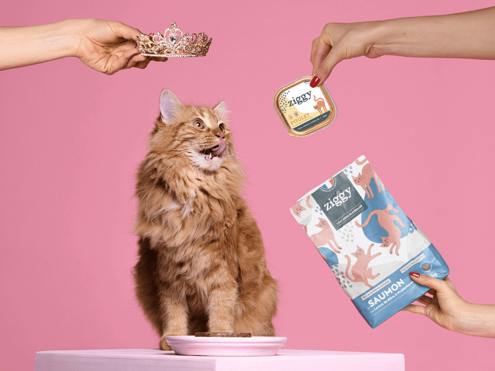 Chat roux avec pâtée sans amidon au poulet et croquettes pour chat adulte stérilisé sans céréales au saumon