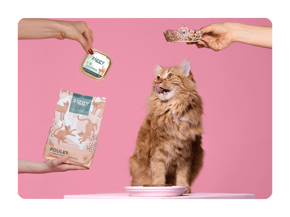 Chat roux avec pâtée sans amidon au saumon et croquettes pour chat adulte stérilisé sans céréales au poulet