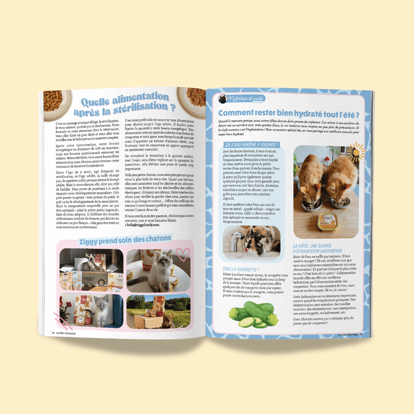 Page du magazine n°10 Ziggy pour les chats, le Félin Déchaîné