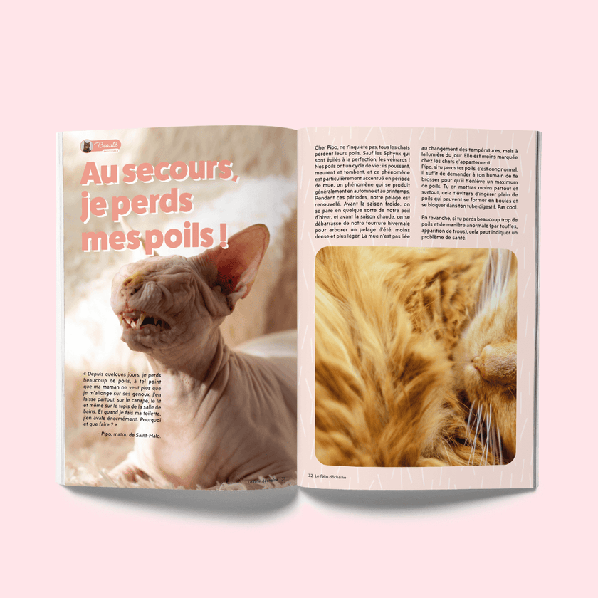 Page du magazine n°1 Ziggy pour les chats, le Félin Déchaîné