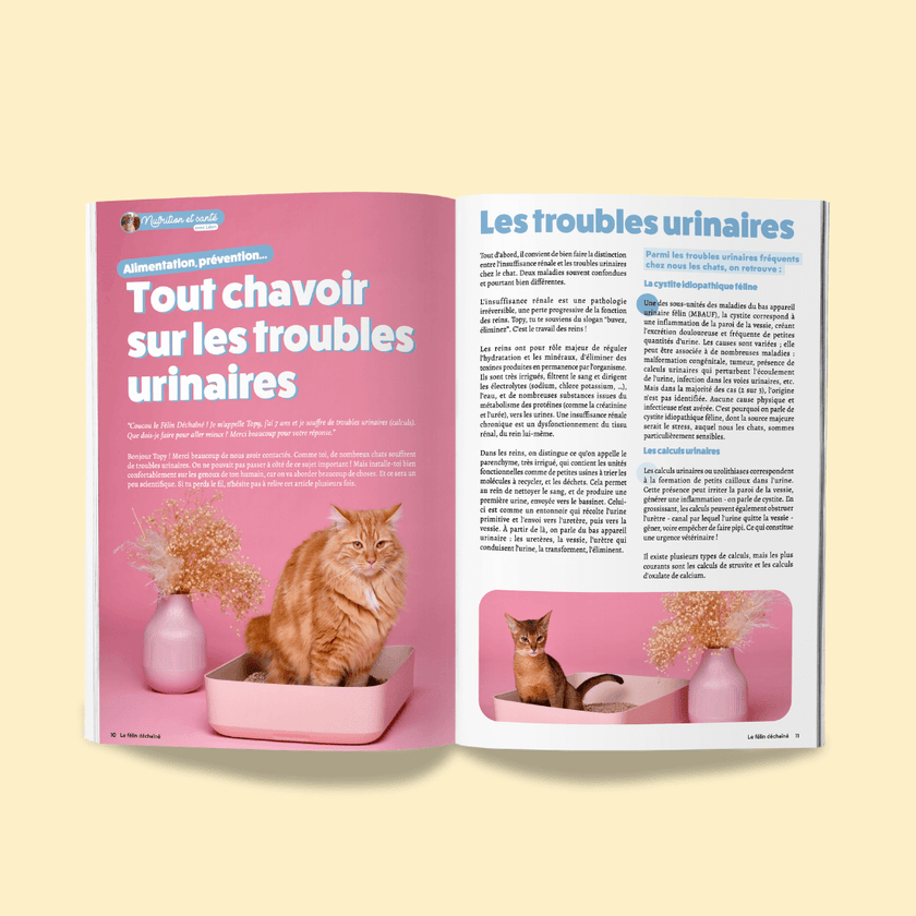 Page du magazine n°4 Ziggy pour les chats, le Félin Déchaîné