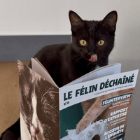 Magazine Le Félin Déchaîné de Ziggy, le magazine pour les chats