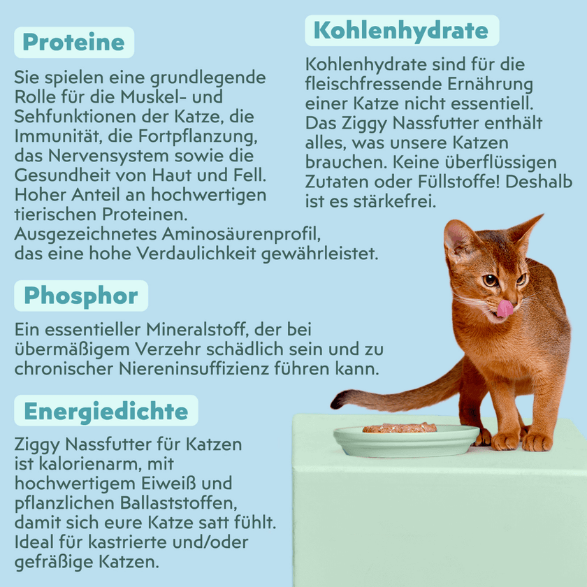 Zutatenliste von Ziggy sterilisiertem Lachs-Nassfutter für Katzen, aus natürlichen Zutaten