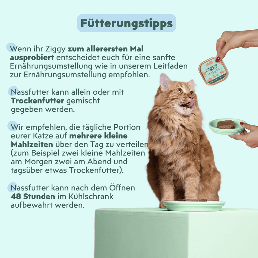 Katze genießt Ziggy sterilisiertes Lachs-Nassfutter