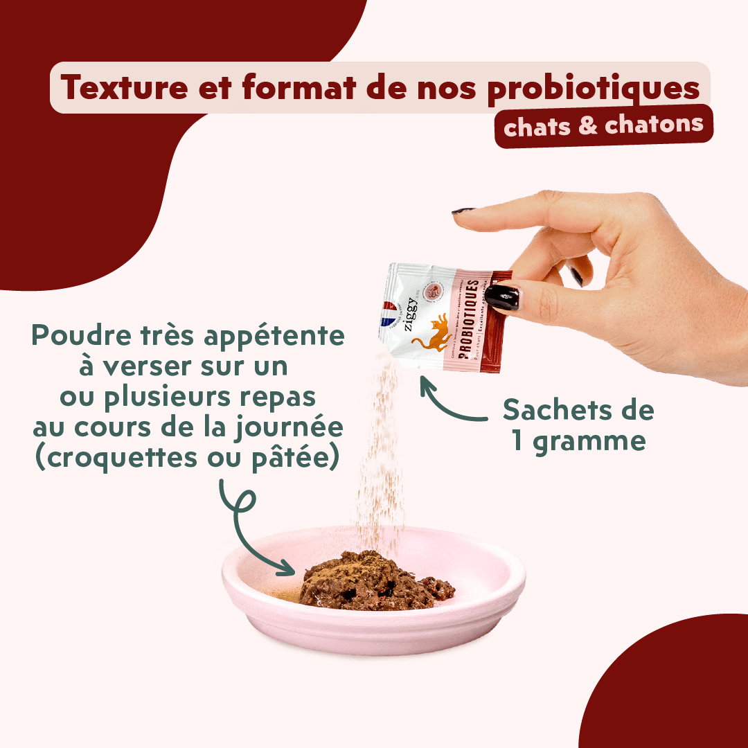 Texture et posologie des probiotiques flore digestive Ziggy pour chat et chaton
