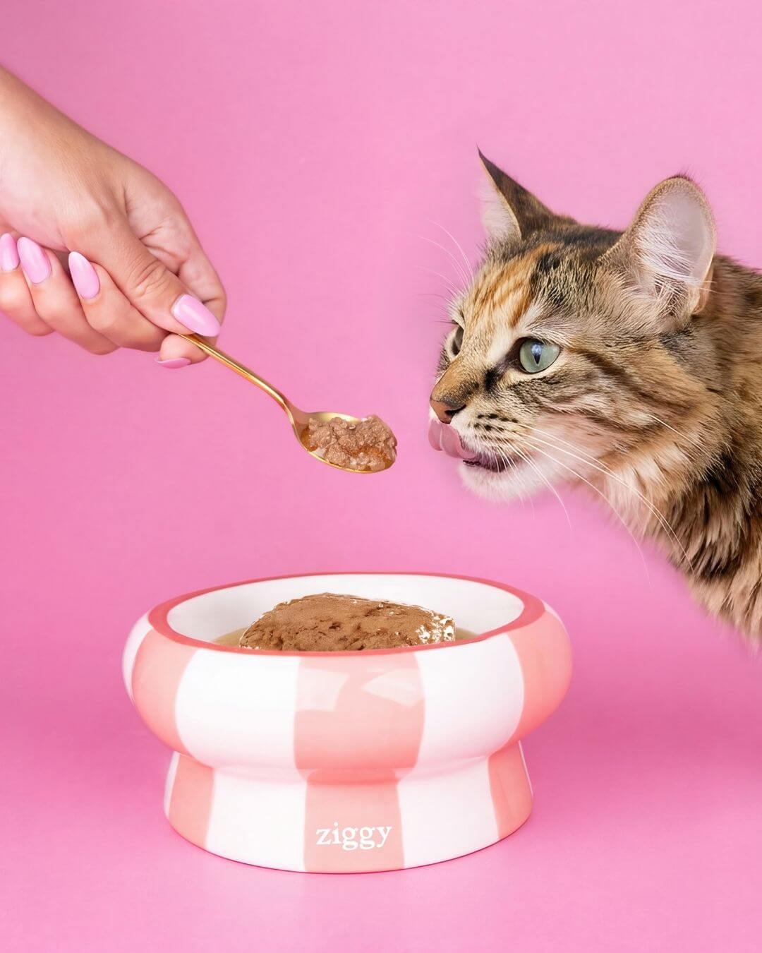 Chat tigré reniflant une cuillère de mousse Ziggy tenue par une main, devant une gamelle du Coffret Mousses