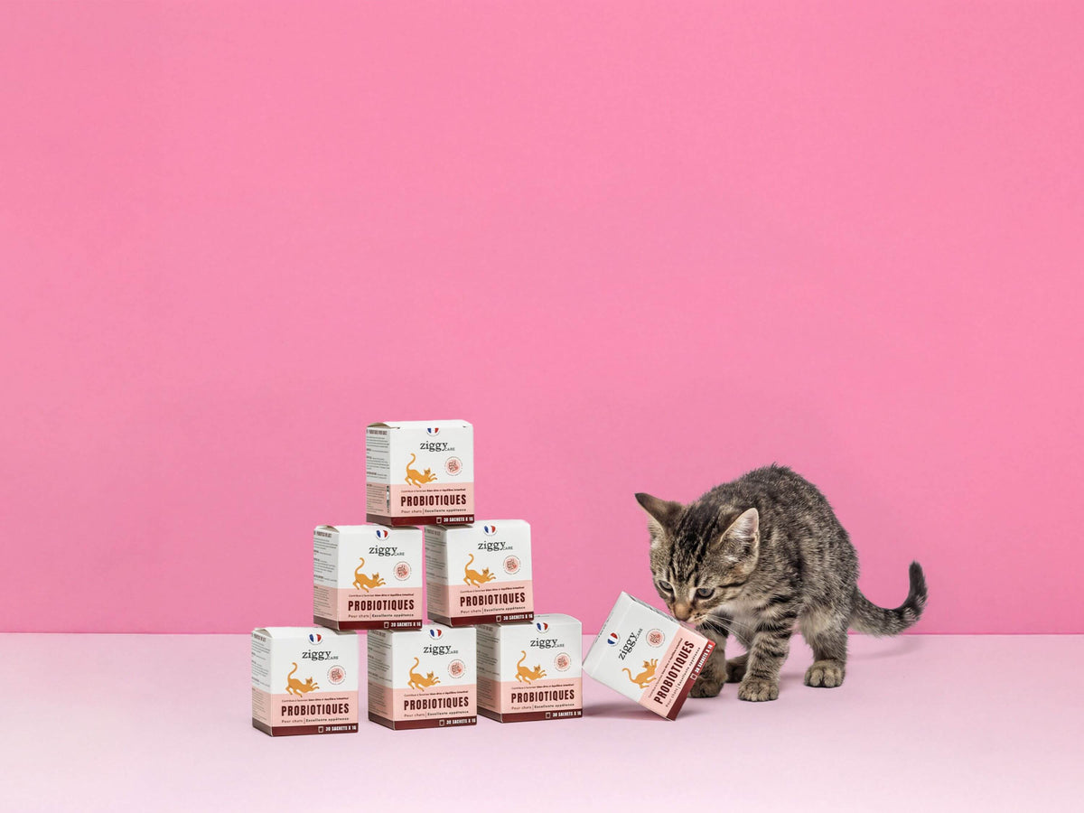 Probiotiques Ziggy 30 sachets, second gros plan sur le sachet